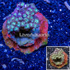 Blastomussa Coral Indonesia (click for more detail)