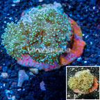 Frogspawn Coral Indonesia (click for more detail)