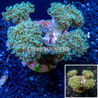 Frogspawn Coral Indonesia (click for more detail)