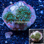Frogspawn Coral Indonesia (click for more detail)