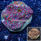 Favites Coral Indonesia (click for more detail)