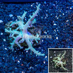 Sinularia Leather Coral Vietnam (click for more detail)