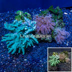 Sinularia Coral and Anthelia Waving Hand Coral, Assorted Combo Rock Vietnam (click for more detail)