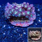 Blastomussa Coral Indonesia (click for more detail)