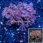 Waving Hand Coral Vietnam (click for more detail)