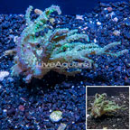 Sinularia Leather Coral Vietnam (click for more detail)