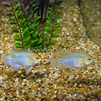 Israel Gold Ram Cichlid EXPERT ONLY, Pair (click for more detail)