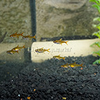 Ember Tetra, (G9) (click for more detail)