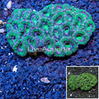 Acan Lord Coral Australia (click for more detail)