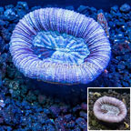 Open Brain Coral Australia (click for more detail)