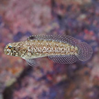 Dusky Jawfish (click for more detail)