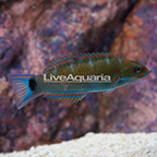 Lyretail Wrasse (click for more detail)