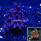 Bushy Acropora Coral Tonga (click for more detail)