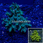 Bushy Acropora Coral Australia (click for more detail)