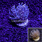 LiveAquaria® Gold Tip Torch Coral (click for more detail)