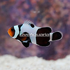 USA/CB Black Gladiator Clownfish (click for more detail)