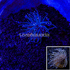 LiveAquaria® Gold Torch Coral (click for more detail)