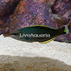 Green Bird Wrasse, Transitioning (click for more detail)