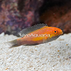 Lunate Fairy Wrasse (click for more detail)