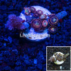 LiveAquaria® Cultured Ultra Zoanthus and Pineapple Tree Coral (click for more detail)