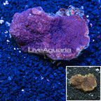 Montipora Coral Tonga (click for more detail)