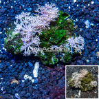 Xenia Coral Vietnam (click for more detail)