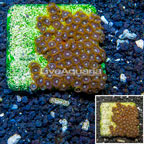 Zoanthus Coral Indonesia (click for more detail)