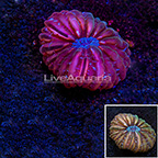 Button Coral Indonesia (click for more detail)