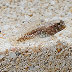 Dusky Jawfish (click for more detail)