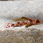 Red Scooter Dragonet, Male (click for more detail)