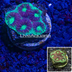 LiveAquaria® Cultured Dipsastraea Brain Coral (click for more detail)