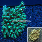 Branching Acropora Coral Australia (click for more detail)