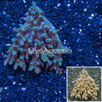 Branching Acropora Coral Tonga (click for more detail)