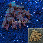 Branching Acropora Coral Australia (click for more detail)