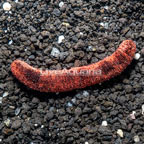 Red and Black Sea Cucumber EXPERT ONLY (click for more detail)