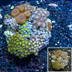 Zoanthus Coral Indonesia (click for more detail)