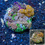 Zoanthus Coral Indonesia (click for more detail)