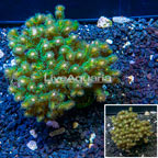 LiveAquaria® XL Cultured Stylophora Coral  (click for more detail)