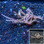 LiveAquaria® XL Cultured Purple Sea Whip (click for more detail)