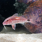 Indian Goatfish (click for more detail)