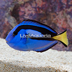 Blue Tang (click for more detail)