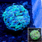 Hammer Coral Vietnam (click for more detail)