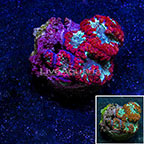 Blastomussa Coral Indonesia (click for more detail)
