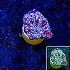 Aussie Dipsastraea Brain Coral (click for more detail)