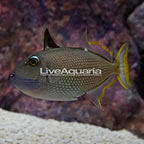 Blue Throat Triggerfish [Blemish] (click for more detail)