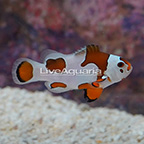 USA/CB Orange Storm Clownfish (click for more detail)