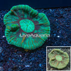 Pectinia Coral Australia (click for more detail)
