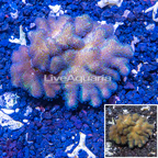 LiveAquaria® Cultured Stylophora Coral  (click for more detail)