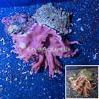Devil's Hand Leather Coral Vietnam (click for more detail)