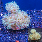 Frogspawn Coral Indonesia (click for more detail)